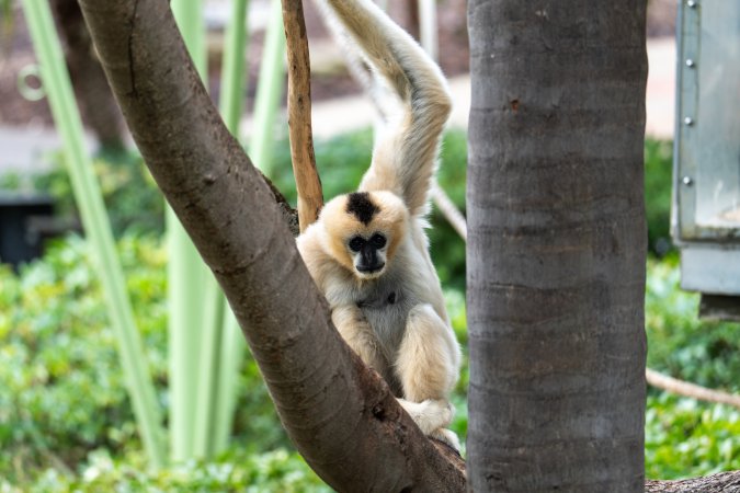 Gibbon sitting on branch at Adelaide Zoo