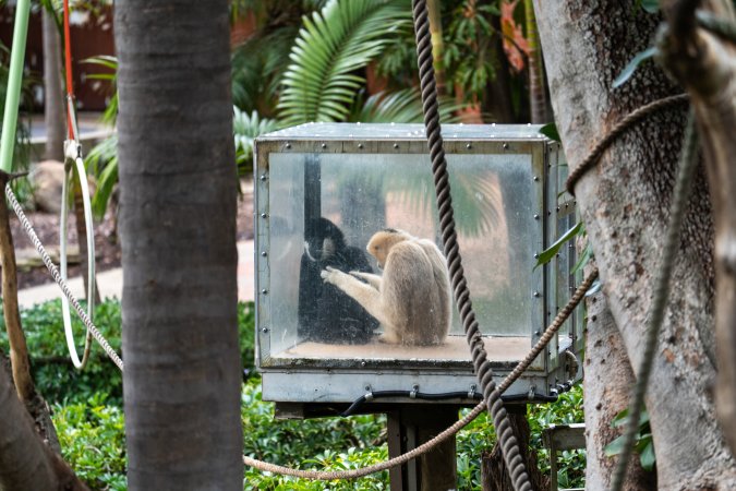 Gibbon sitting in glass cage at Adelaide Zoo