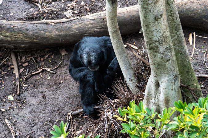 Siamang in enclosure at Adelaide Zoo