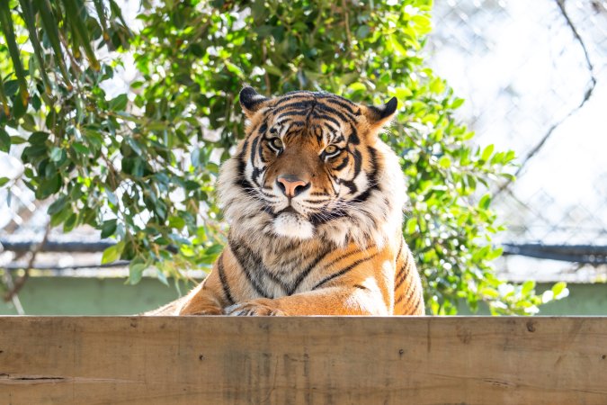 Tiger in enclosure at Adelaide Zoo