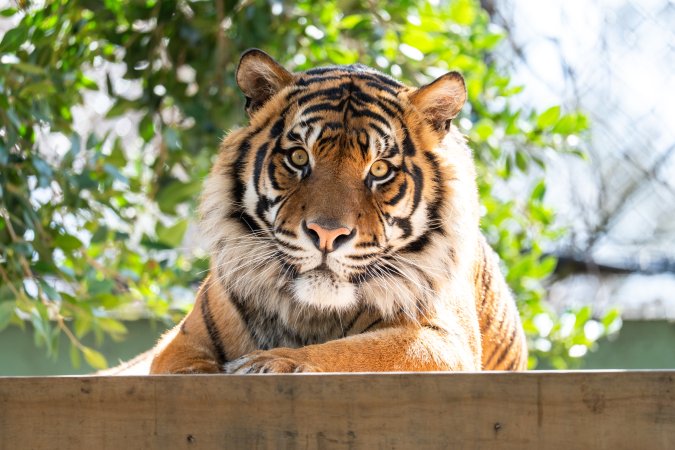Tiger in enclosure at Adelaide Zoo