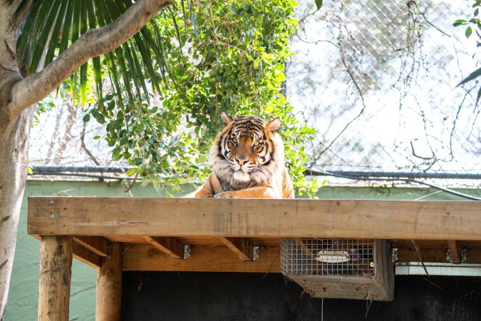 Tiger in enclosure at Adelaide Zoo