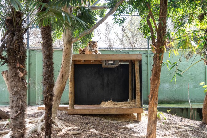 Tiger in enclosure at Adelaide Zoo
