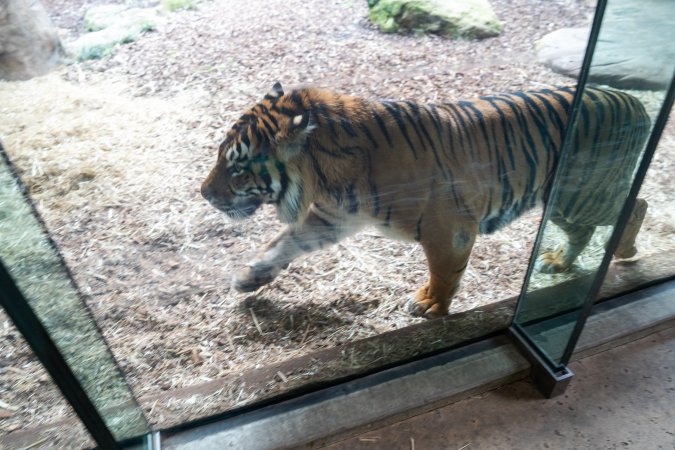 Tiger pacing around enclosure at Adelaide Zoo