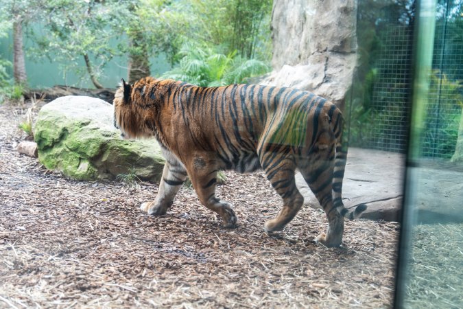 Tiger pacing around enclosure at Adelaide Zoo