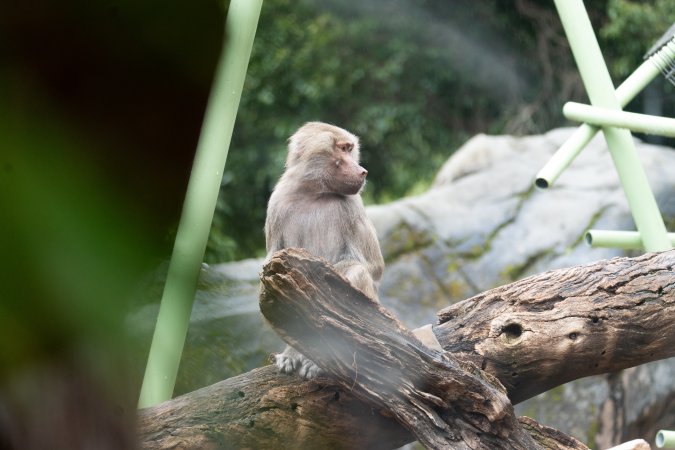Hamadryas baboon at Adelaide Zoo