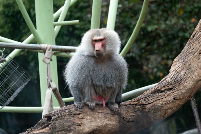Hamadryas baboon at Adelaide Zoo