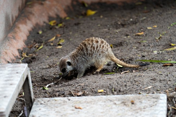Meerkat at Adelaide Zoo