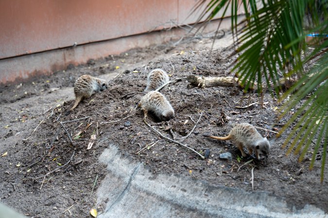 Meerkats at Adelaide Zoo