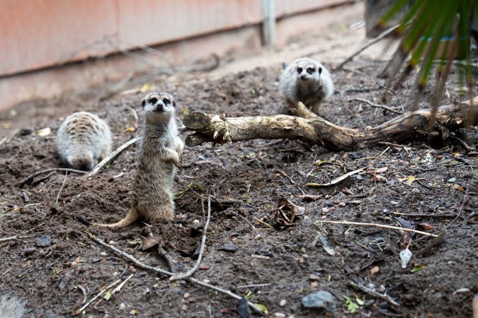 Meerkats at Adelaide Zoo