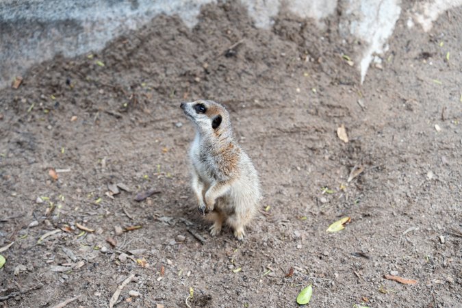 Meerkat at Adelaide Zoo