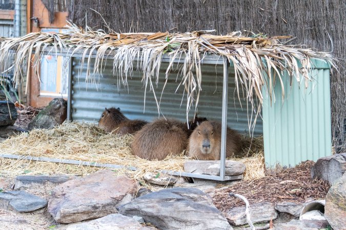 Capybaras at Adelaide Zoo