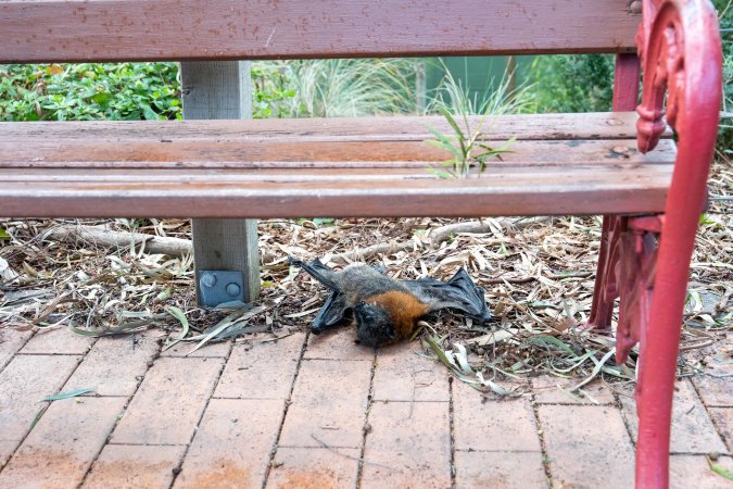 Dead flying fox at Adelaide Zoo