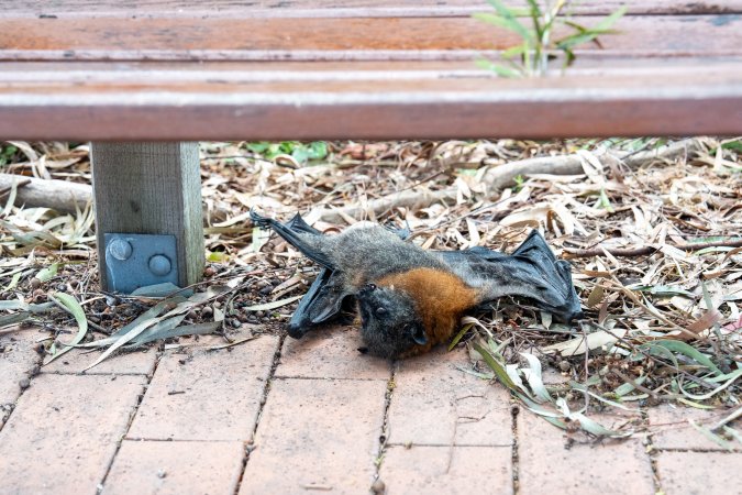 Dead flying fox at Adelaide Zoo