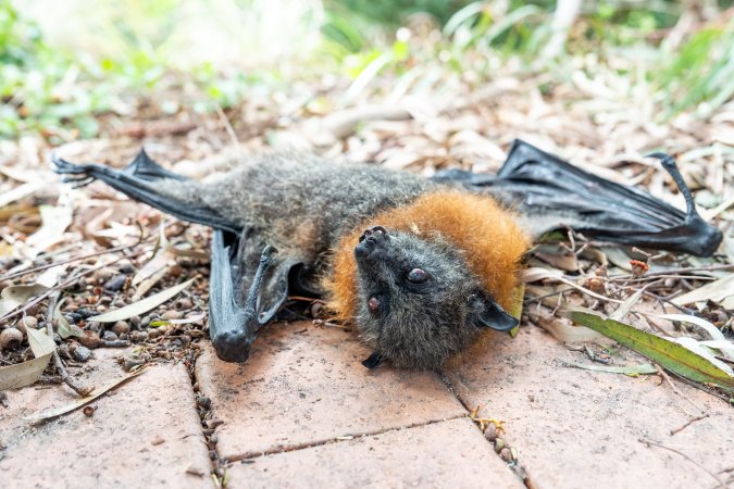Dead flying fox at Adelaide Zoo