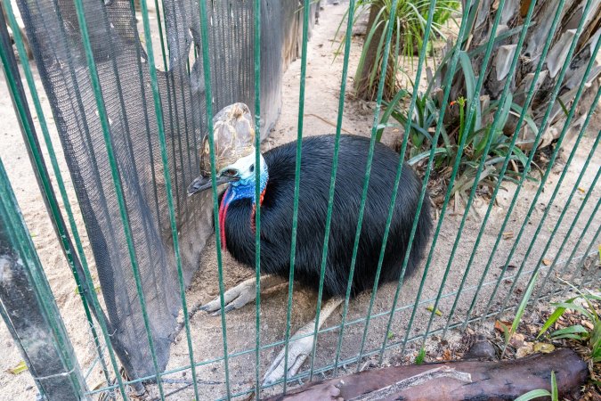 Southern Cassowary at Adelaide Zoo