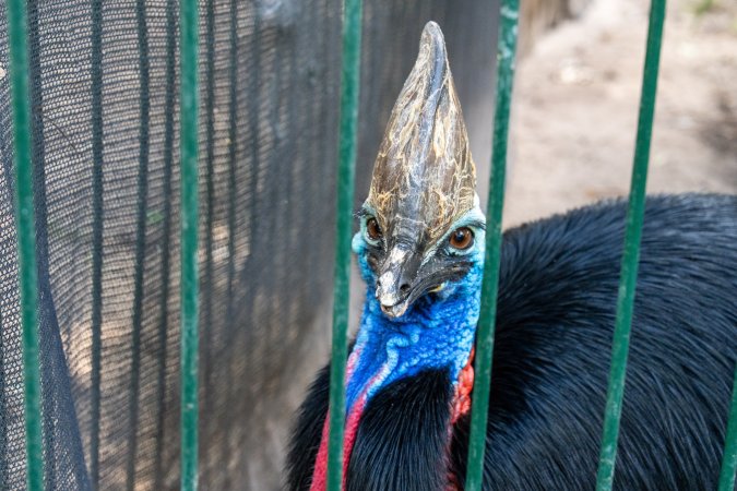 Southern Cassowary at Adelaide Zoo