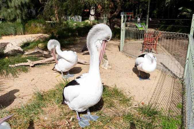 Pelicans at Adelaide Zoo
