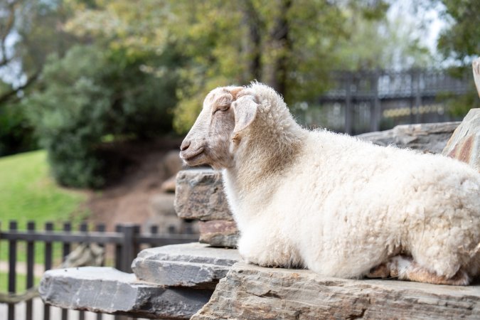 Goat at Adelaide Zoo