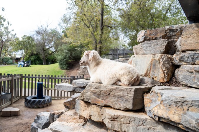 Goat at Adelaide Zoo