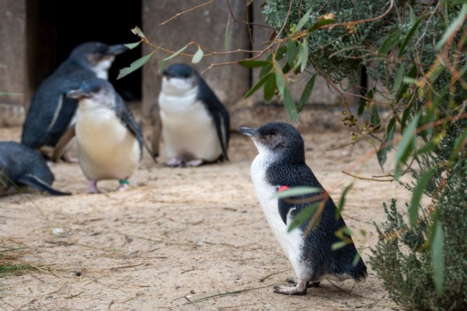 Penguins at Adelaide Zoo