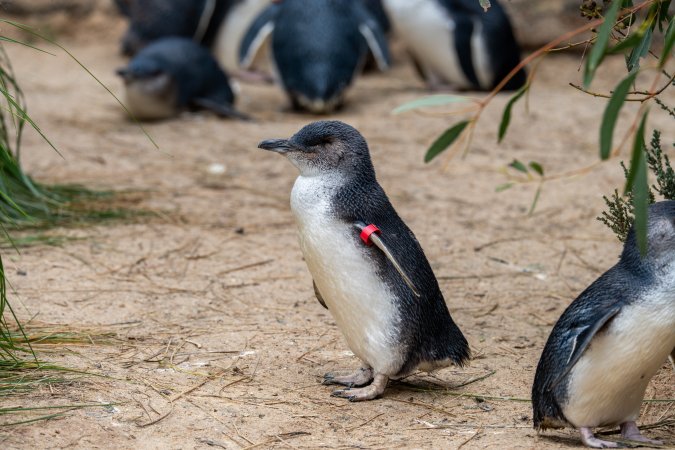 Penguins at Adelaide Zoo