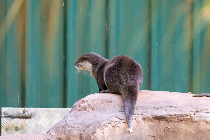 Otters at Adelaide Zoo