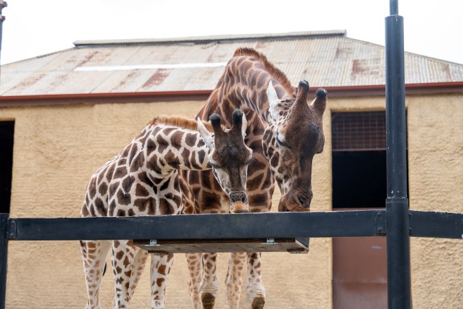 Giraffes at Adelaide Zoo