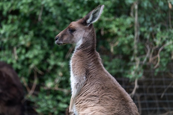 Kangaroo at Adelaide Zoo