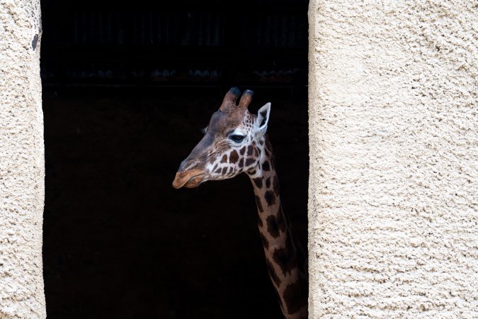 Giraffe at Adelaide Zoo