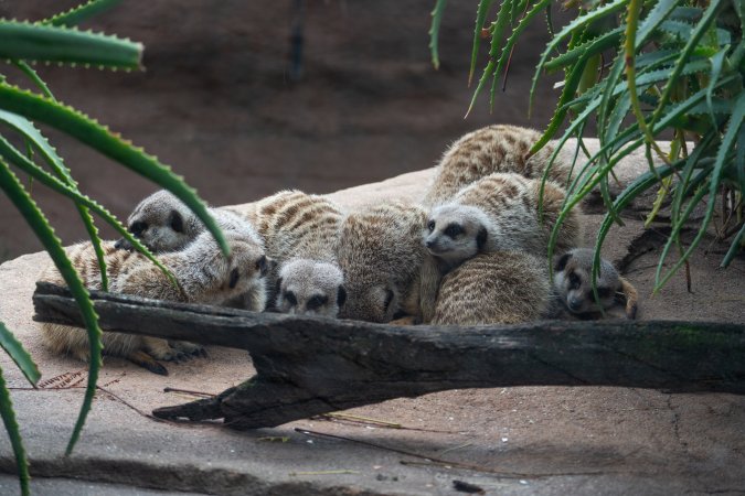 Meerkats at Adelaide Zoo