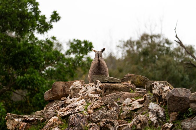 Rock wallaby at Adelaide Zoo