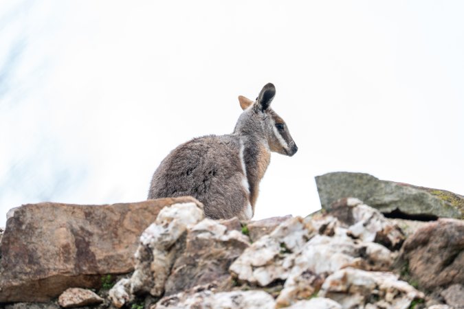 Rock wallaby at Adelaide Zoo
