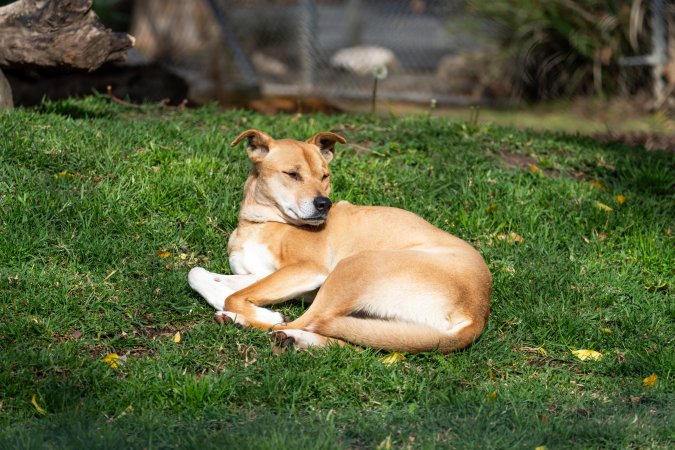 Dingo at Adelaide Zoo
