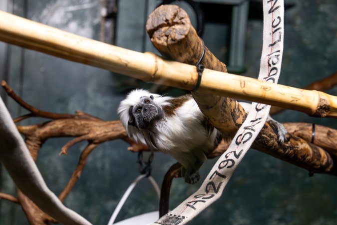 Cotton top tamarin at Adelaide Zoo