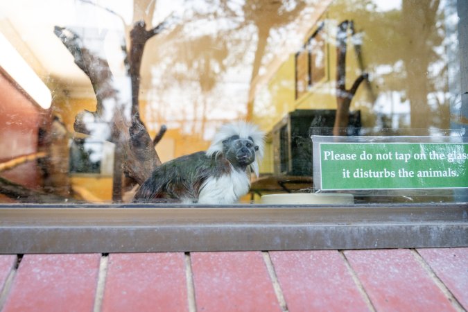Cotton top tamarin behind glass at Adelaide Zoo
