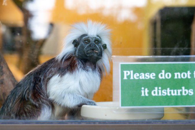 Cotton top tamarin behind glass at Adelaide Zoo