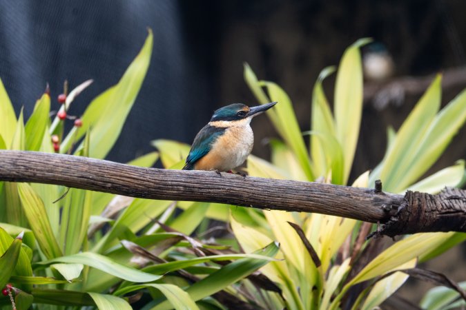 Kingfisher in aviary at Adelaide Zoo