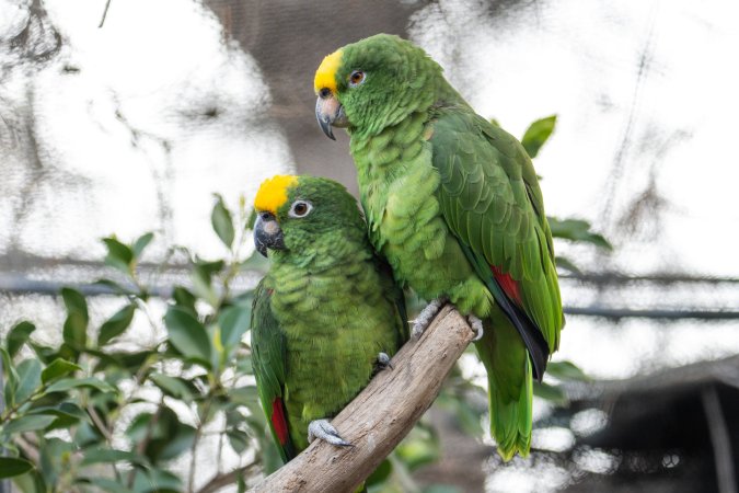 Swift parrots in aviary at Adelaide Zoo