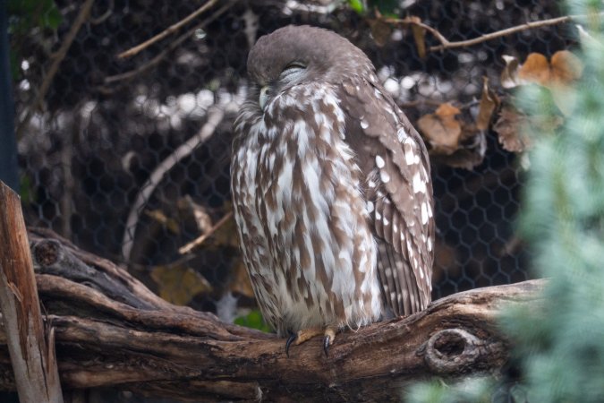 Barking owl at Adelaide Zoo