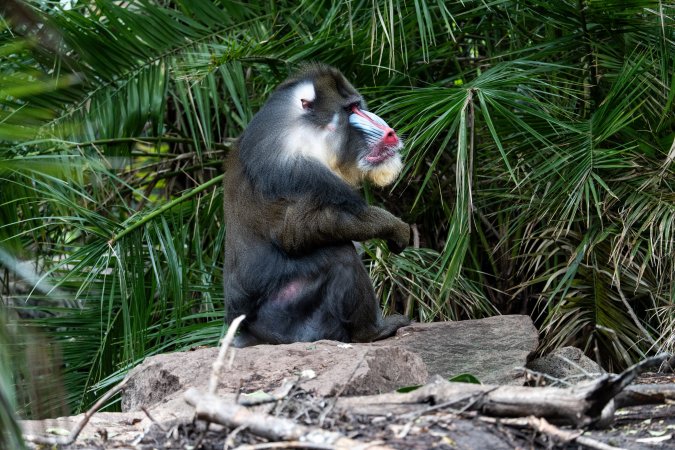 Mandrill at Adelaide Zoo
