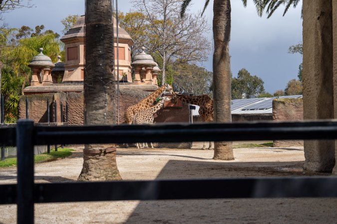 Giraffes at Adelaide Zoo