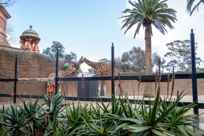 Giraffes at Adelaide Zoo