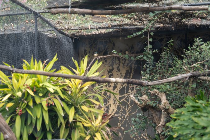 Birds in aviary at Adelaide Zoo