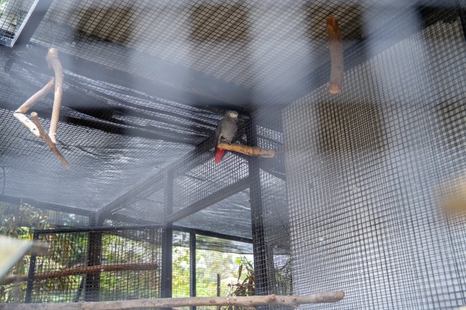 Birds in aviary at Adelaide Zoo