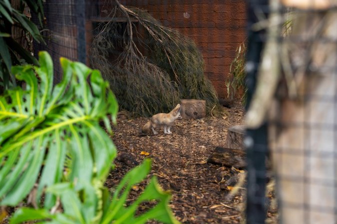 Fennec fox at Adelaide Zoo