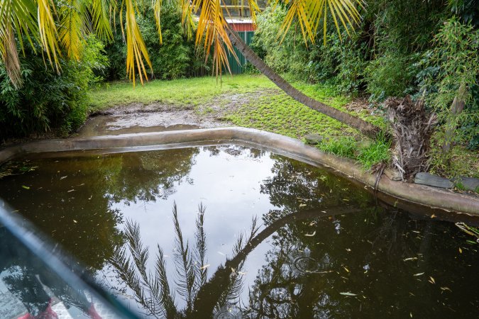 Alligator pond at Adelaide Zoo