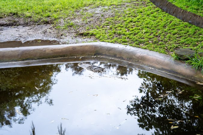 American Alligator at Adelaide Zoo