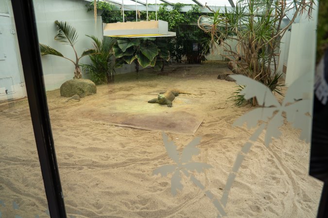 Komodo dragon at Adelaide Zoo