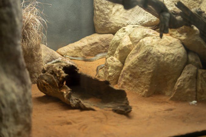 Snake in enclosure at Adelaide Zoo
